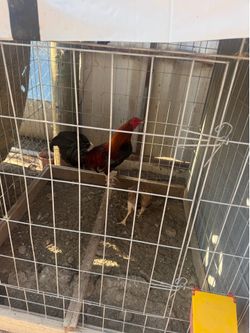 Cages for sale