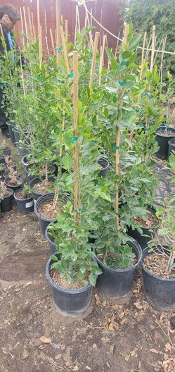 Ficus