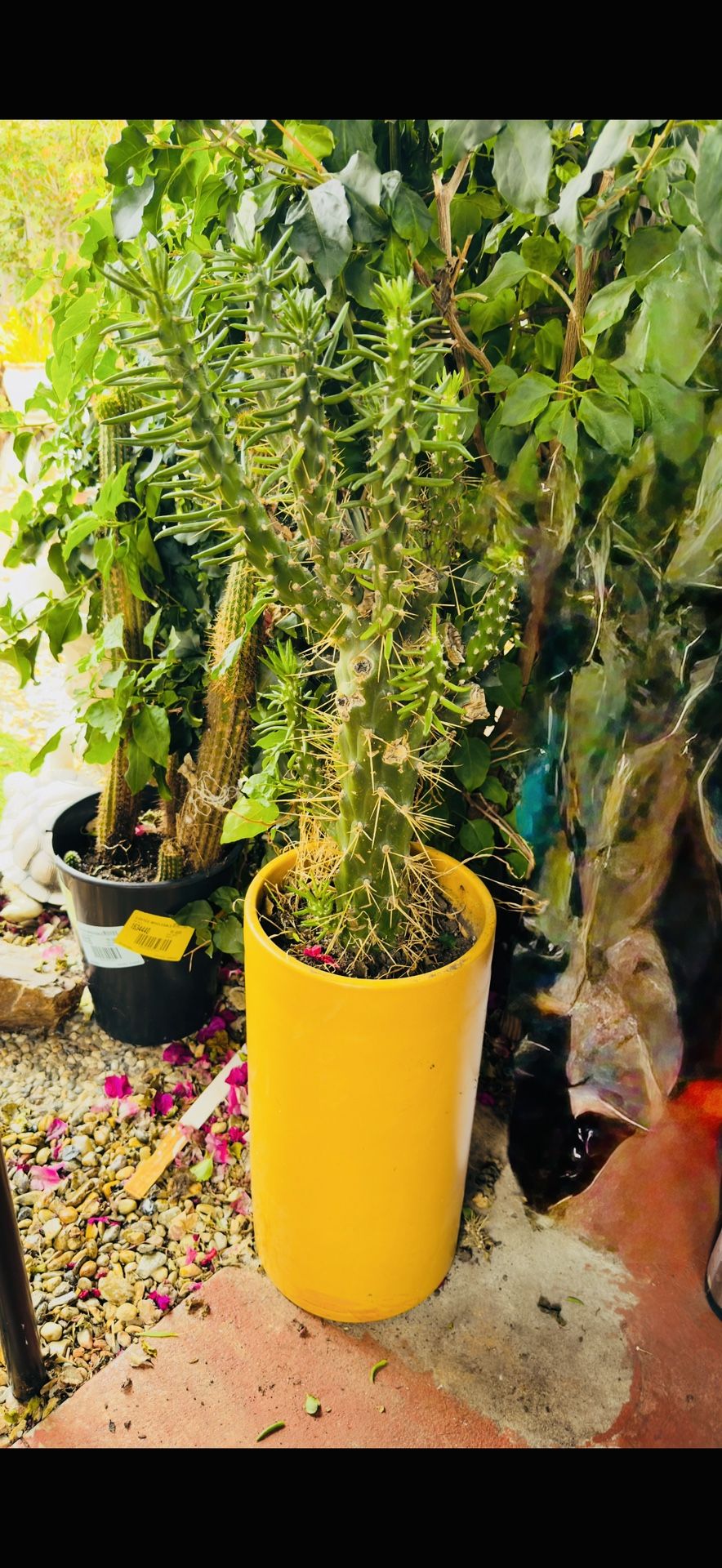 Cactus 🌵 