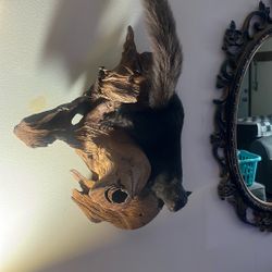 Taxidermy Squirrel 