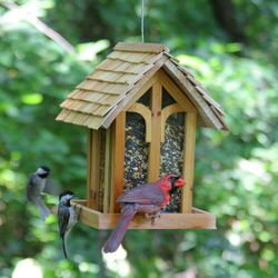 Mountain Chapel Bird Feeder