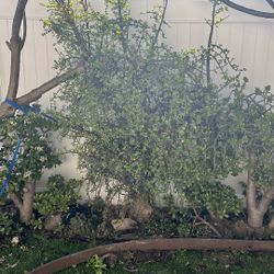 6-foot Tall Elephant Ears Plant Very Healthy