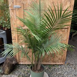 Indoor Palm
