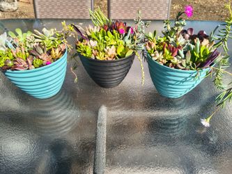 Succulent arrangement