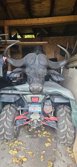 White Tail Deer Head And Cape Buffalo Head 