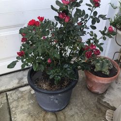 Beautiful teacup rosebush