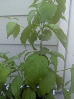 The Tree Organic Dogwood .Price negotiable.