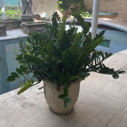 Flower Pots With Plants