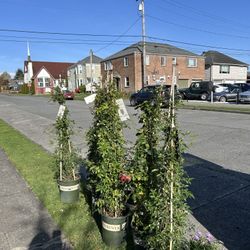 $69 Each Beautiful 5ft Climbing Roses 🌹 