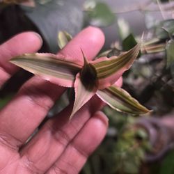 Cryptanthus Bivittatus Or Bromeliad Pups