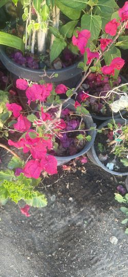 Bougainvillea