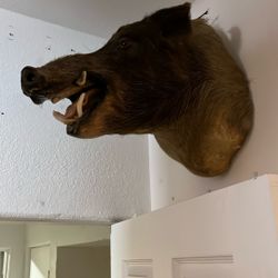 Wild Boar Head, Taxidermy