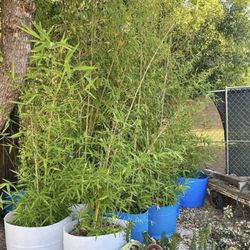 Golden Bamboo and exotic plants