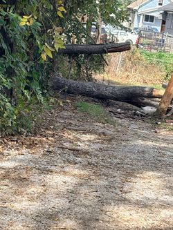 Free wood