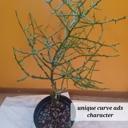 succulent Cactus look Not PICKY at all Euphoria 