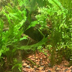 Aquarium  Fish Tank Plants 