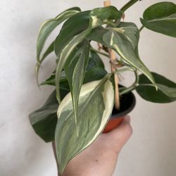 Beautiful Philodendron Rio Sport Plant 