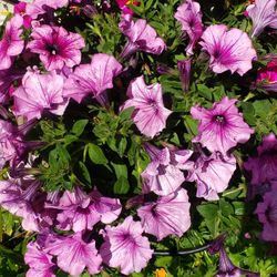 Tons Of Potted Flowers