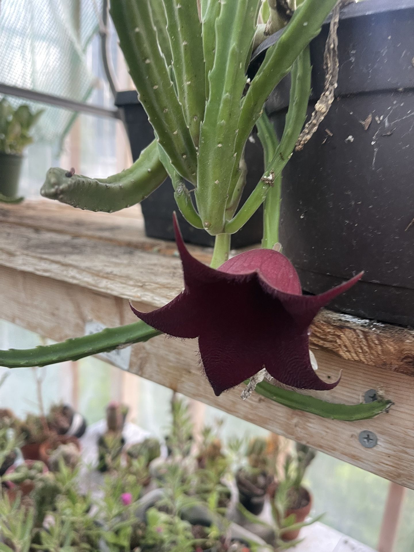 Stapelia Plant 🪴