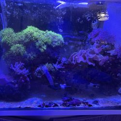 salt water fish tank