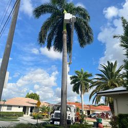 Royal Palm (tree Trimming)