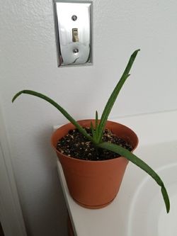 Aloe vera