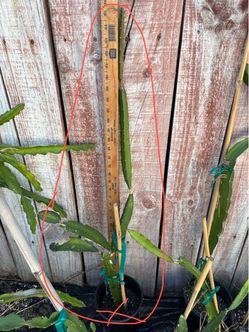 Natural Mystic around 3ft