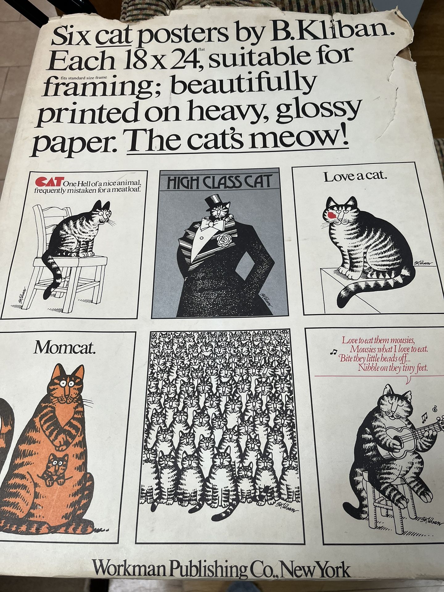 Six 18”x 24” Cat Posters