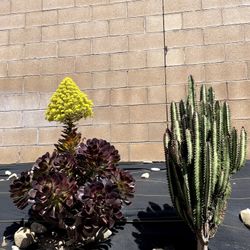 plant