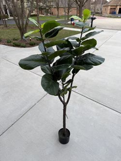 Tall Fake Ficus