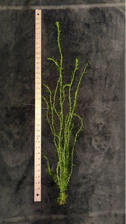 Aquarium plants for fish tank