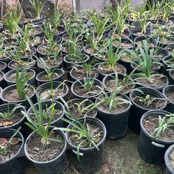Plants