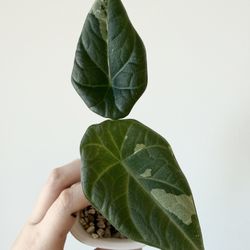 Alocasia Maharani Albo