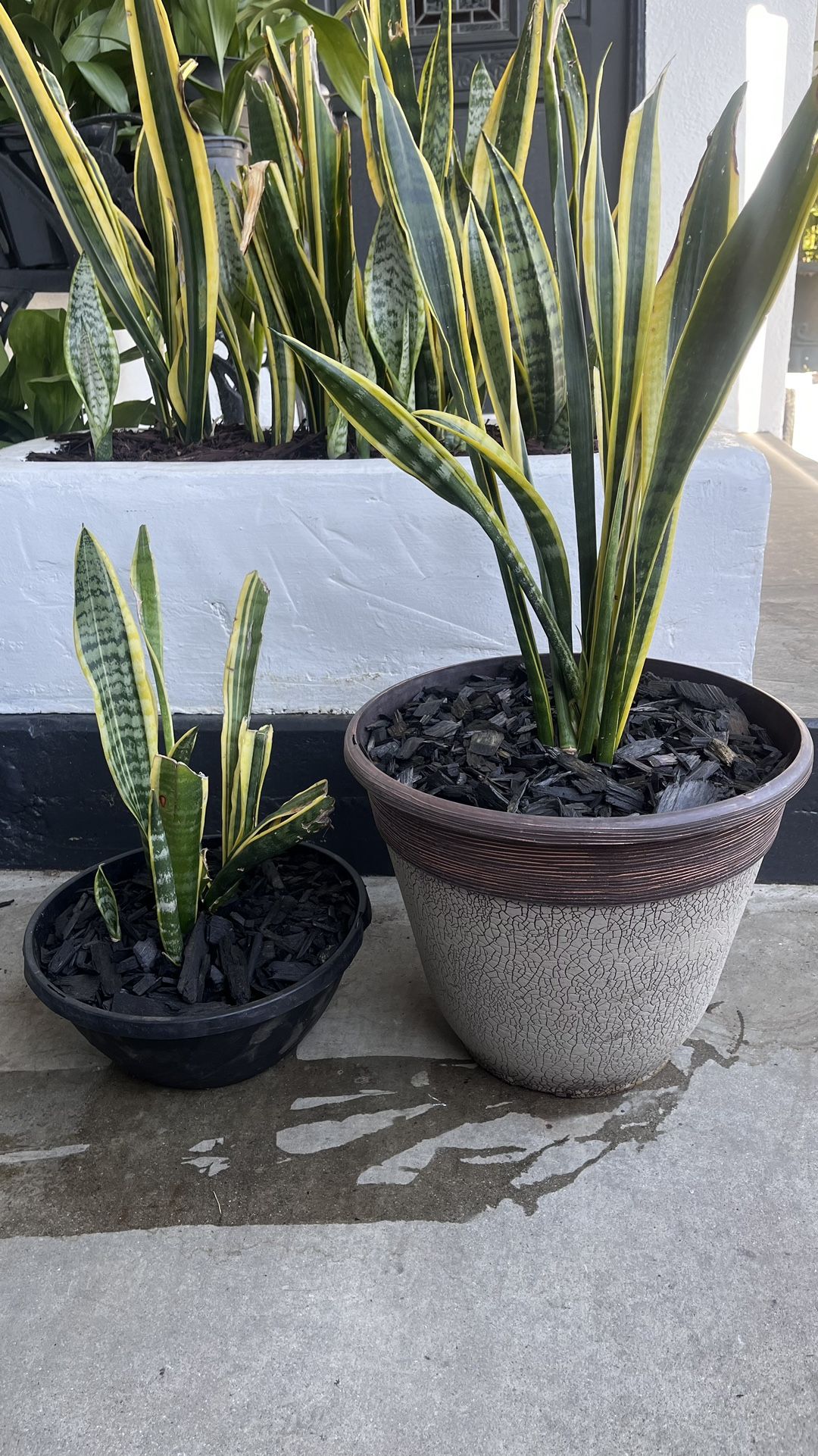 Snake Plants