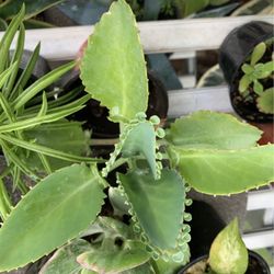 Mother Of Thousands Plants!! $10 Each!! 