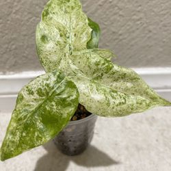 Variegated Alocasia Batik / Batik Alocasia