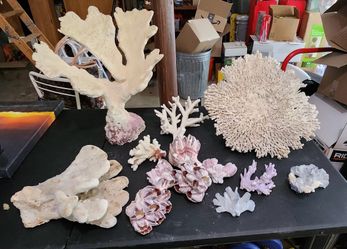 Large lot of Reef Coral