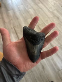 Megalodon teeth and 1000 shark teeth