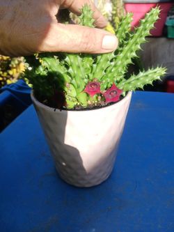 Cactus/Succulent SEE OTHER OFFERS