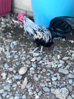 Se venden gallinas ponedoras