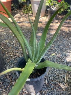 Aloe Vera plant