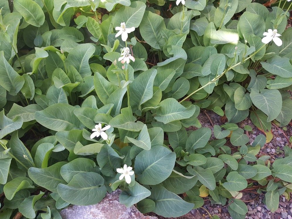 Yerba Manza  Desert Plants 