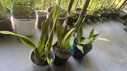 Sanciviera Plant Or Snake Plant