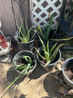 ALOE VERA SIZE MEDIUM