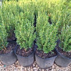 Boxwood (3 Gal.)
