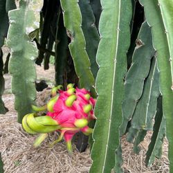 Dragon Fruit Plant
