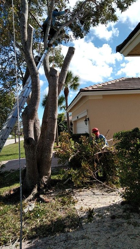 Tree Trimming