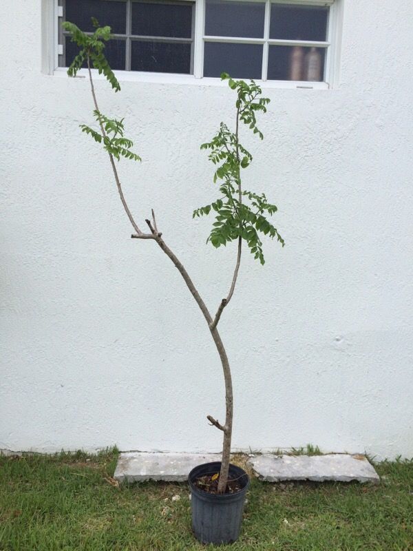 Cuban plum/Ciruela Cubana tree!!