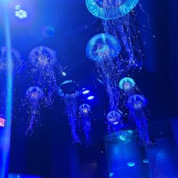 Sea World Tickets Available 