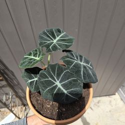 Plant With Pot $30